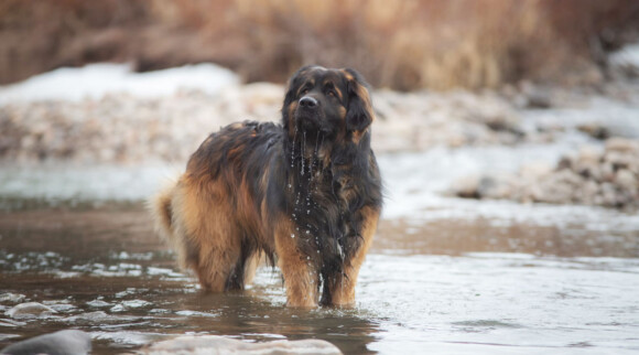 Leonberger – méně známé psí plemeno, které si zamilujete